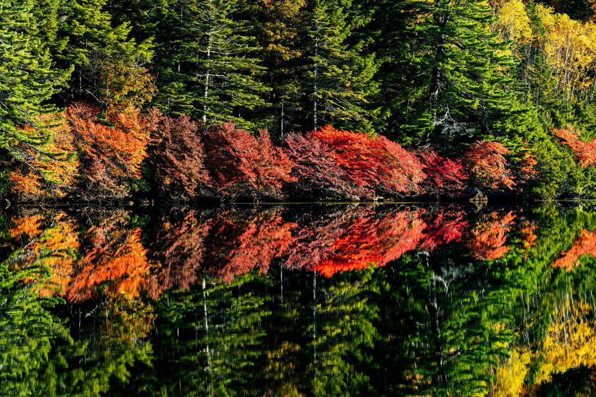 Reflection | GANREF