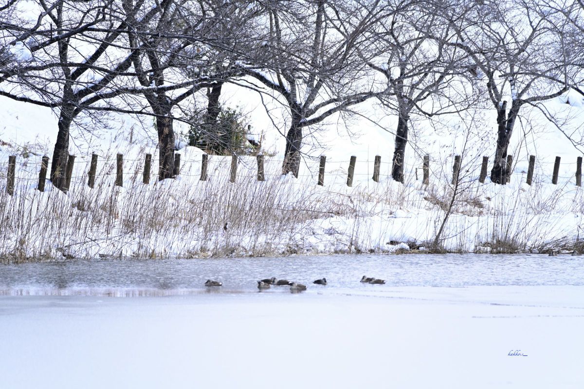 極寒の中で ~水鳥さんたちはおねむです〜 | GANREF