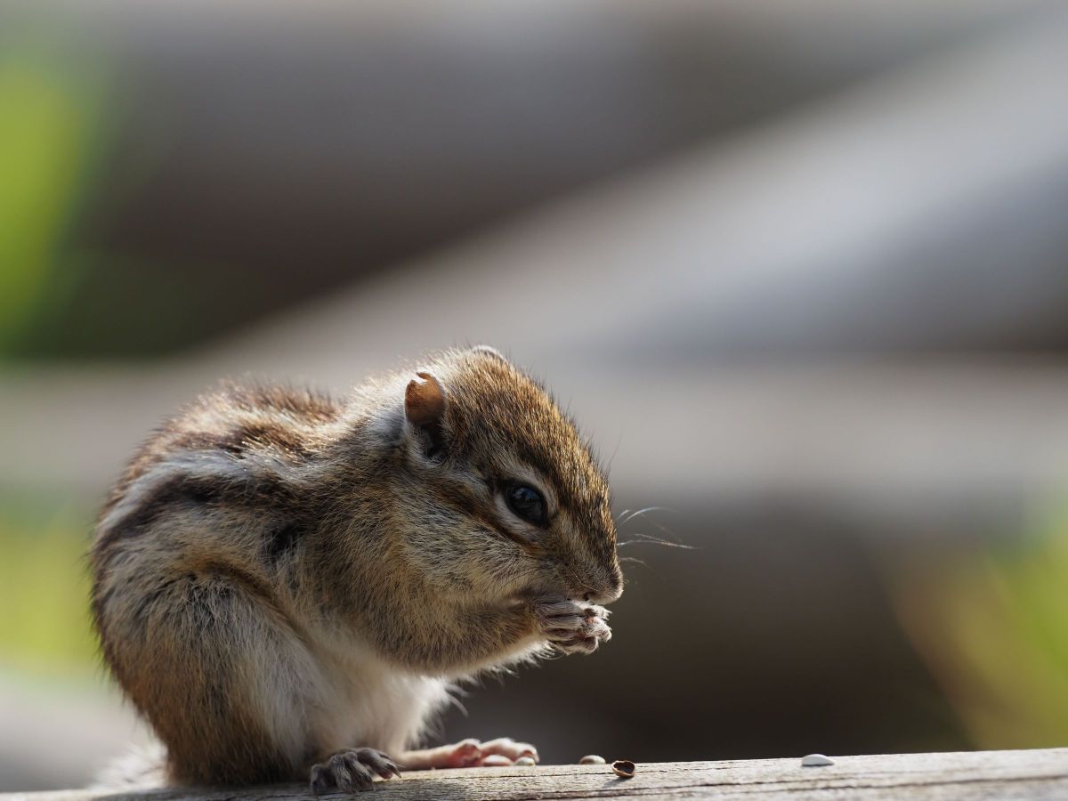冬眠から目覚めたばかりのシマリスくん 動物 小動物 Ganref