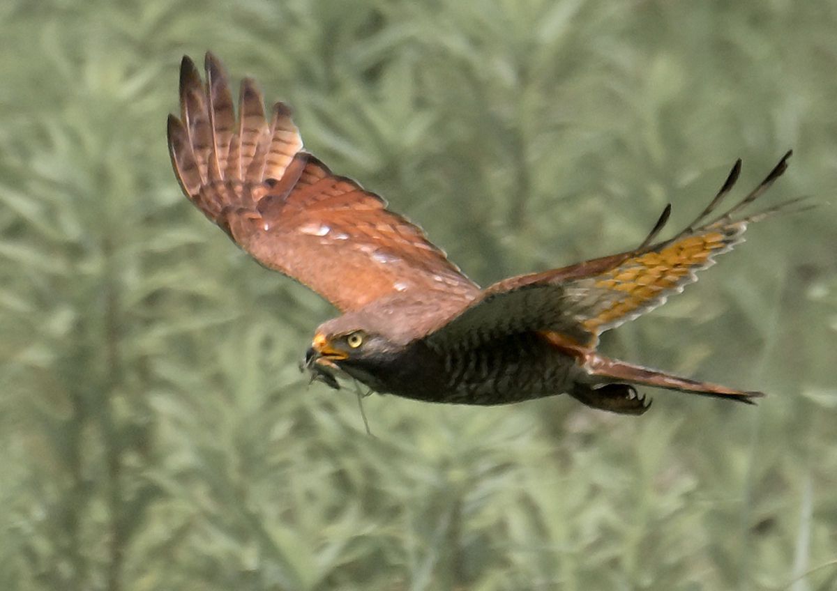 MDAwMDA2MjE1NA_MC44NTgzODAwMCA