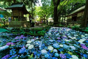 どんぐりアート♡ 紫陽花オブジェ　2025年度南国オブジェ♡ 盆栽】第99回 国風盆栽展 山もみじ 【Bonsai】The 99th Kokufu