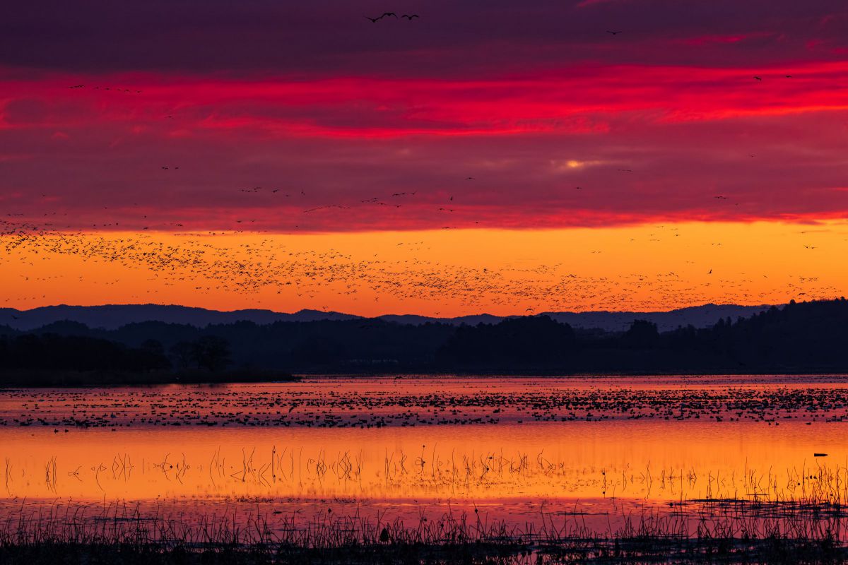 RF200-800mm F6.3-9 IS USMで撮影された写真 | 写真検索 | GANREF