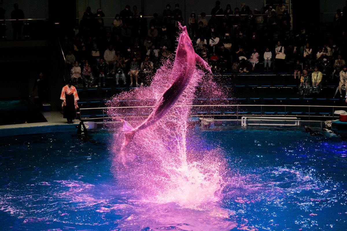 アクアパーク品川 イルカショー | GANREF