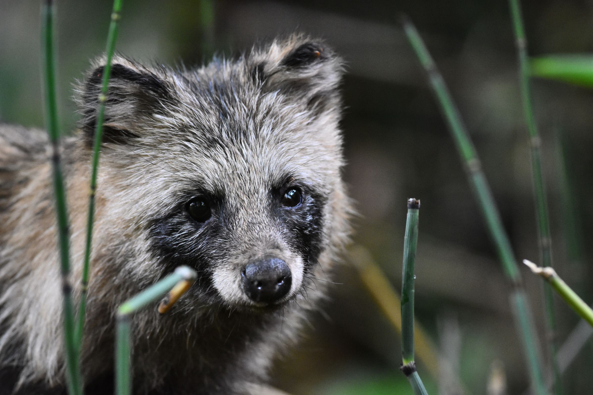 たぬきページ コウペンちゃん はなまるばけくらべ だるまさんなマスコット（タヌキ