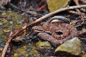 ニホンマムシ(レプリカ) ニホンマムシ(レプリカ)