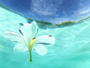 空と海とプルメリア 自然 風景 海 Ganref