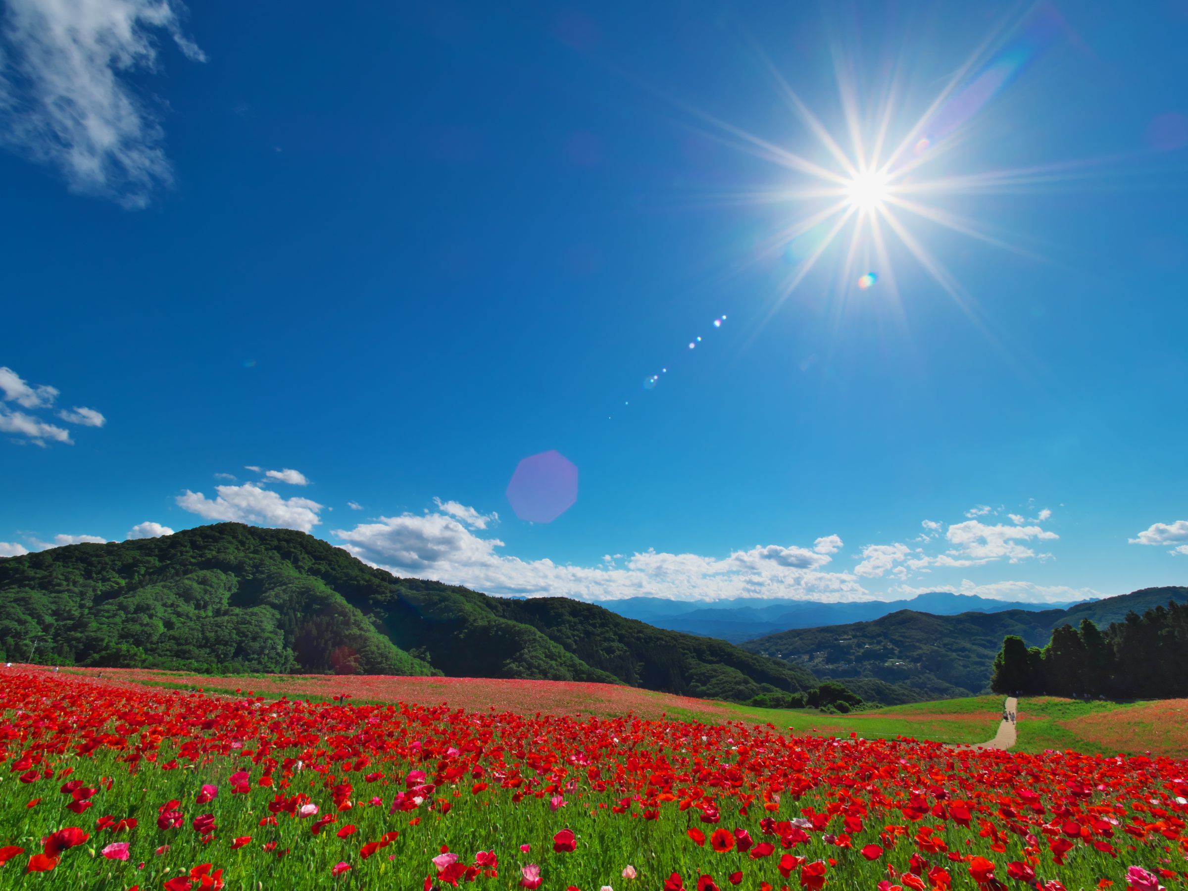 天空の花園 | GANREF