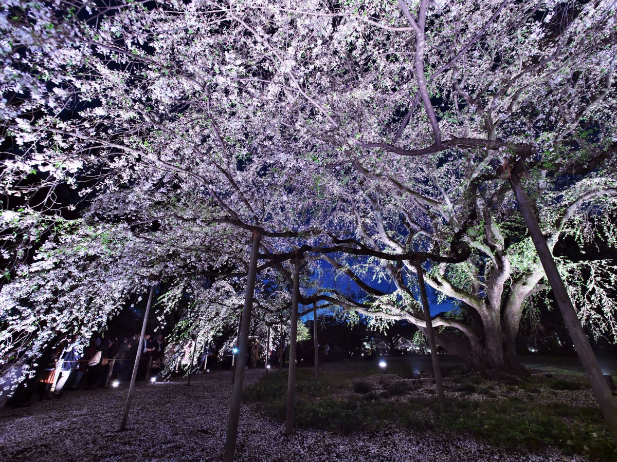 桜舞い散る 植物 桜 Ganref