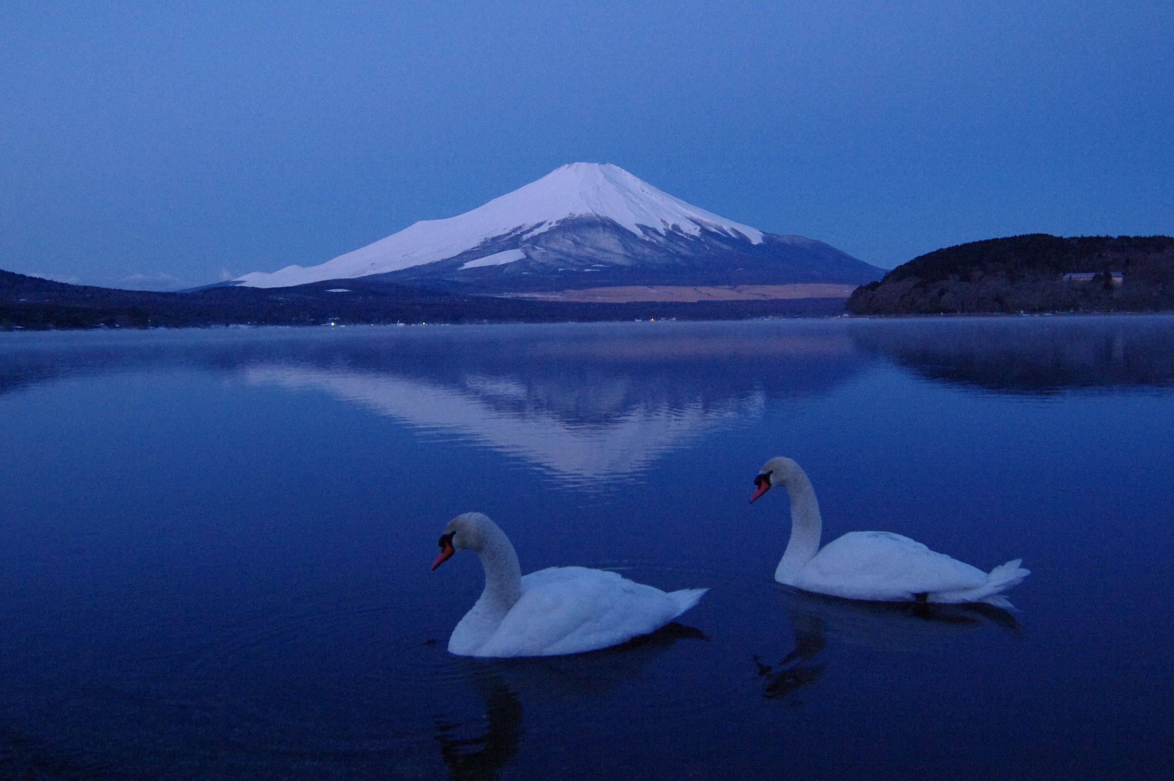 A2✨白龍と富士山 ✨ No. 10 虹の不死鳥No.5 【 宇治るぽさま専用】 白鳥と富士山 | GANREF