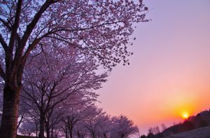 夕焼け桜 | GANREF
