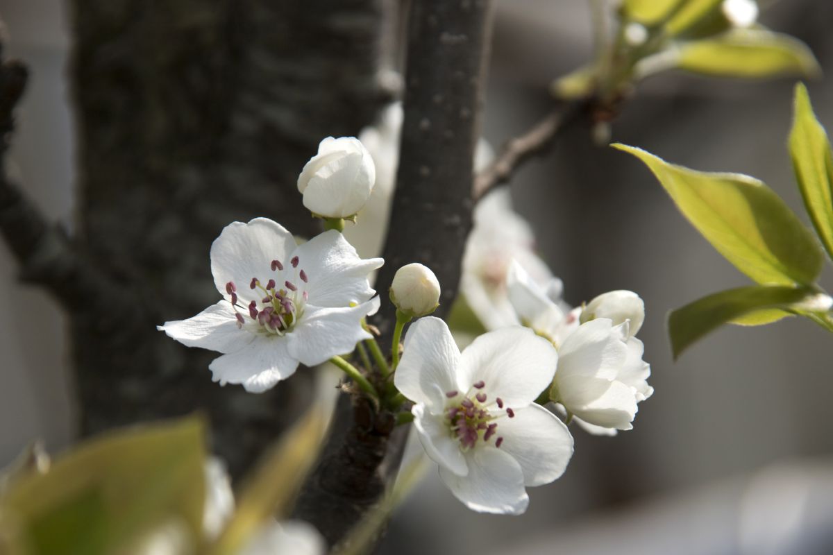 3569 Jpgこれが梨の花です Ganref