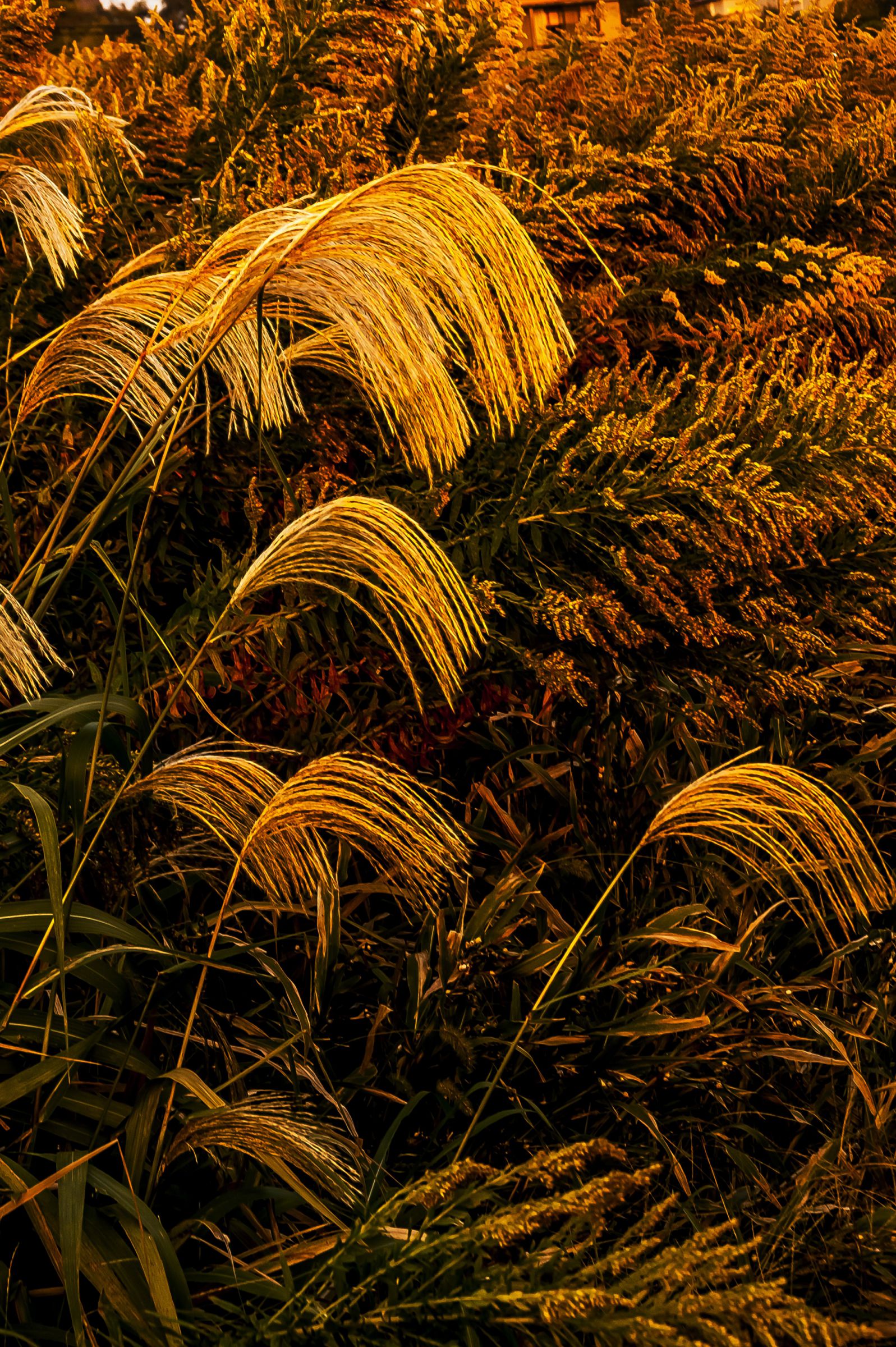 日本画 夕日に燃えるすすき 日本画 夕日に燃えるすすき 日本画夕日に