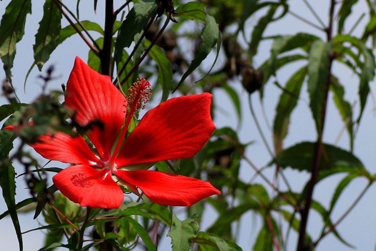 モミジアオイ 植物 花 花びら Ganref