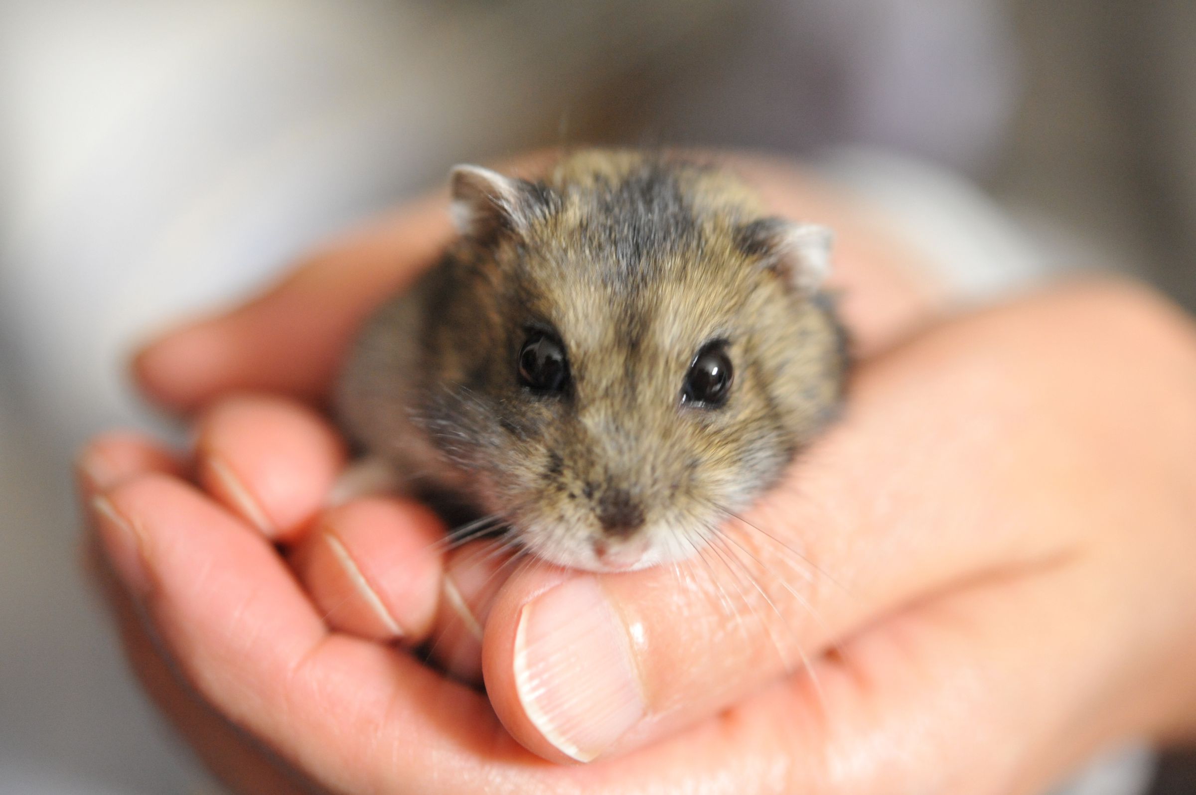 手乗りハムスター | GANREF