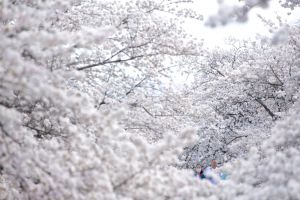 雪見 9b01528d3417d581c75dd15f157496