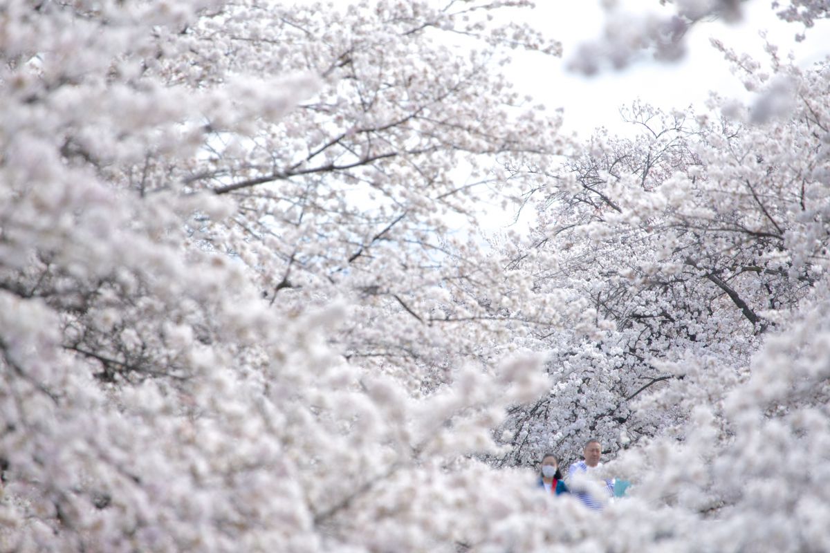 雪見桜 Jpg 植物 桜 Ganref 雪見桜 Jpg 植物 桜 Ganref