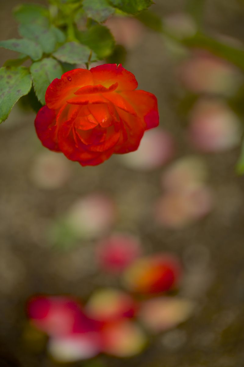 赤く散る花 Jpg 植物 花 花びら Ganref