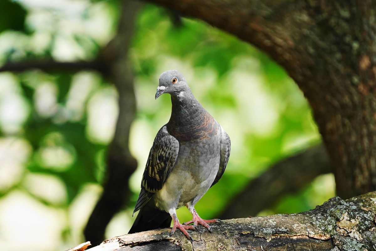 ナイスポーズ ドバトさん 動物 鳥類 Ganref