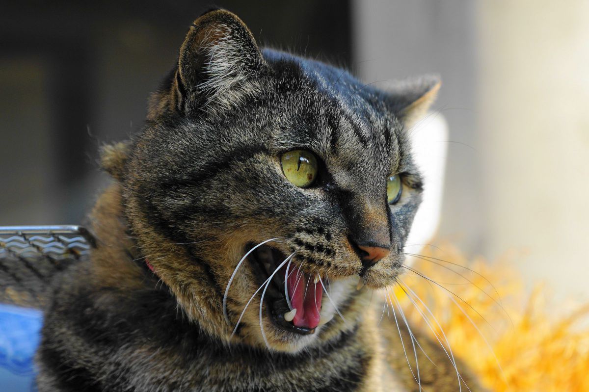 クロちゃん 喝つ 動物 猫 Ganref