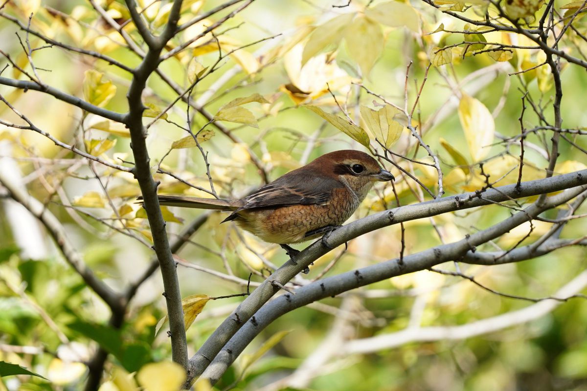 3年振りですねェ 百舌鳥さん お会い出来て嬉しいですョ 動物 鳥類 Ganref