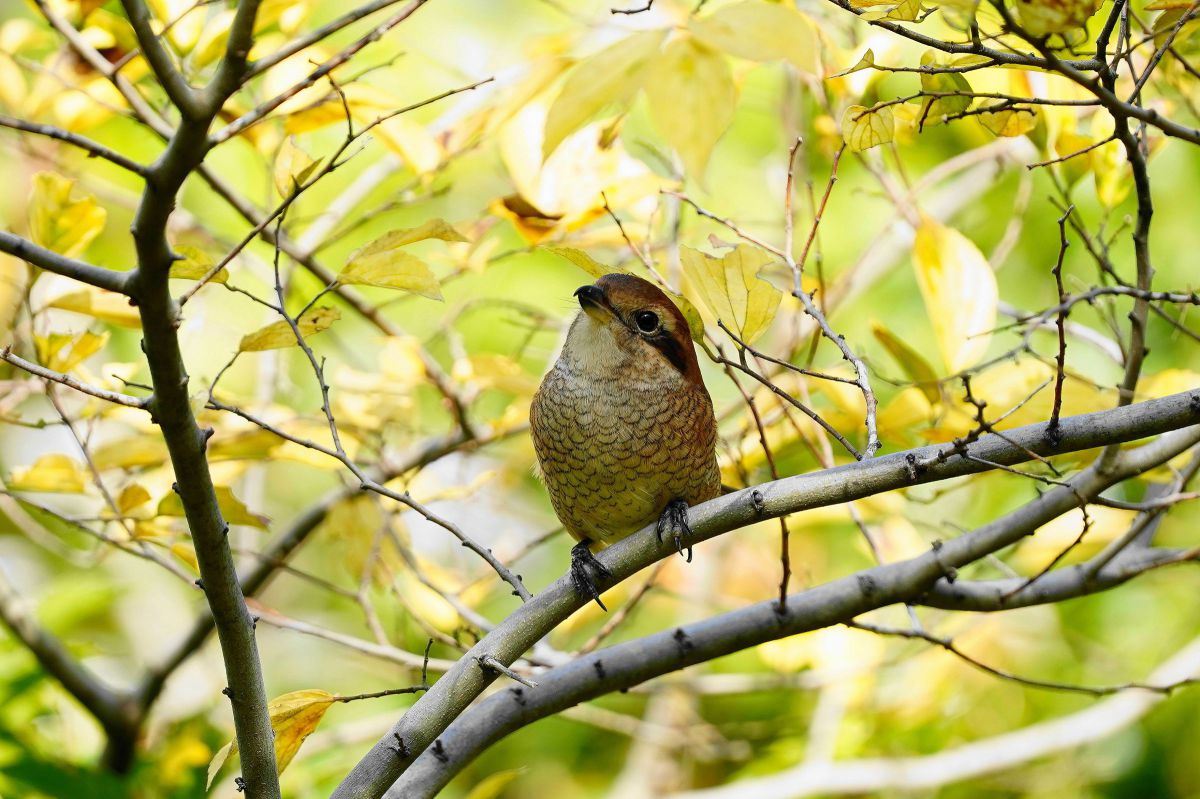 可愛い 百舌鳥子さん 動物 鳥類 Ganref