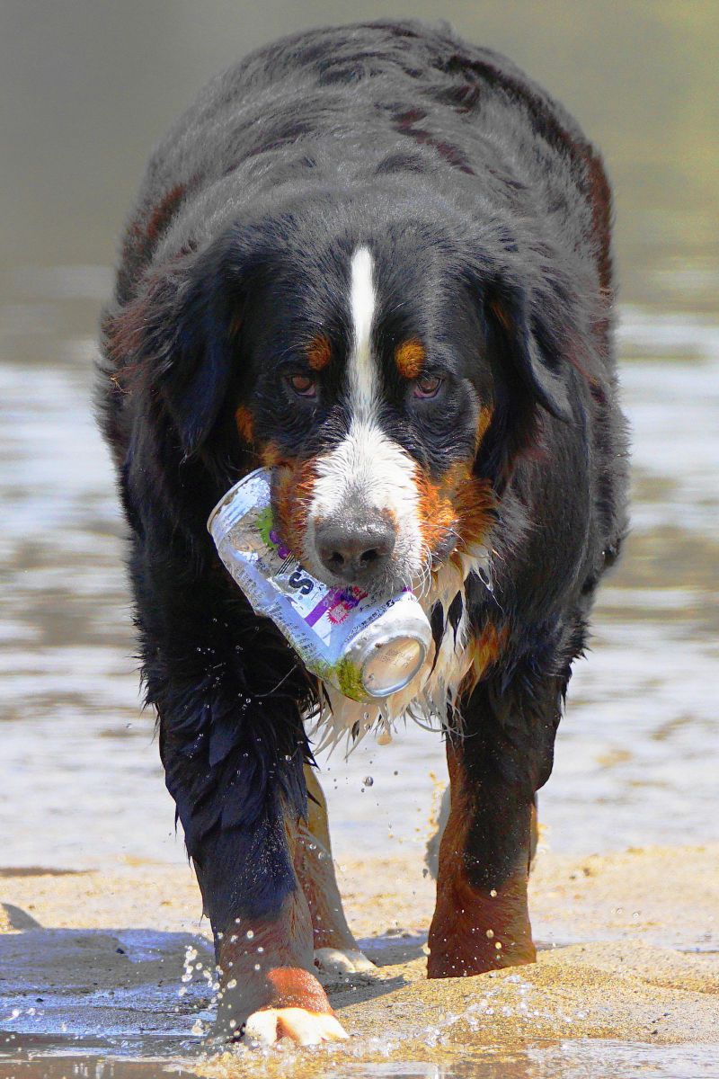 ゴミは ゴミ箱に ポイ捨ては止めて下さいワン Y O 動物 犬 Ganref