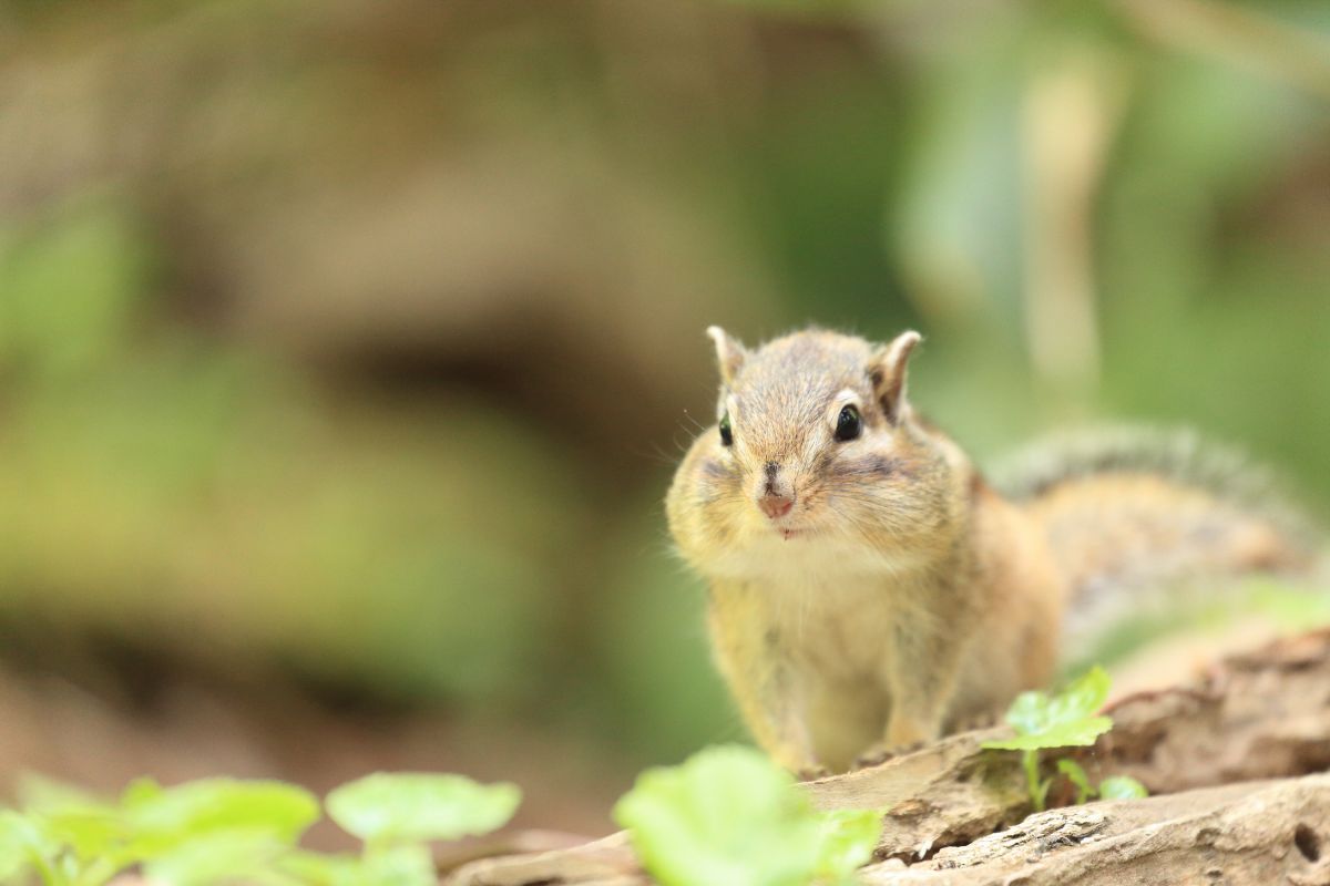 お家に帰ろう 動物 小動物 Ganref
