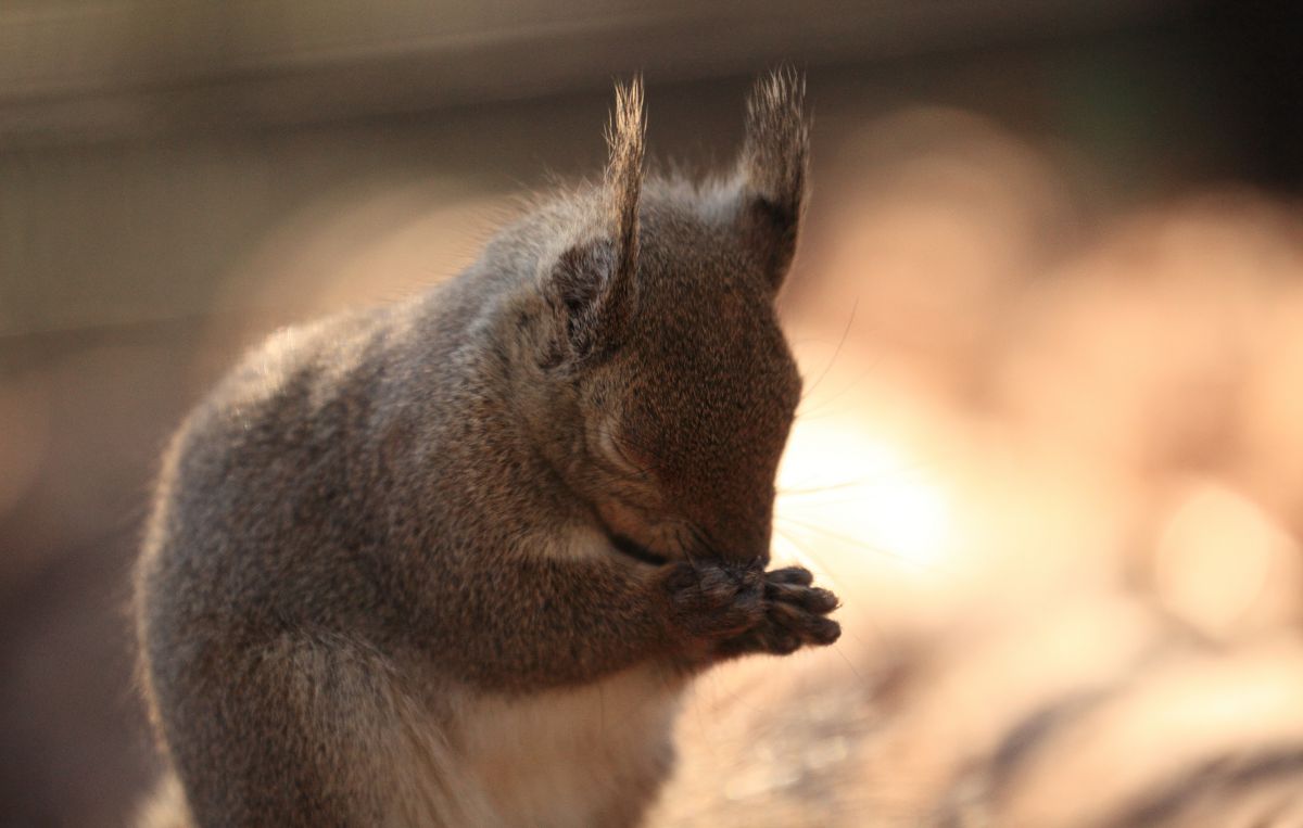 皆さまのご健康とご多幸をお祈りいたしましゅ 動物 小動物 Ganref