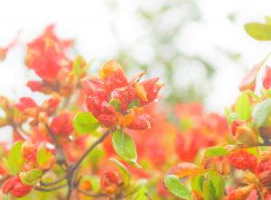 野薔薇 植物 花 花びら Ganref