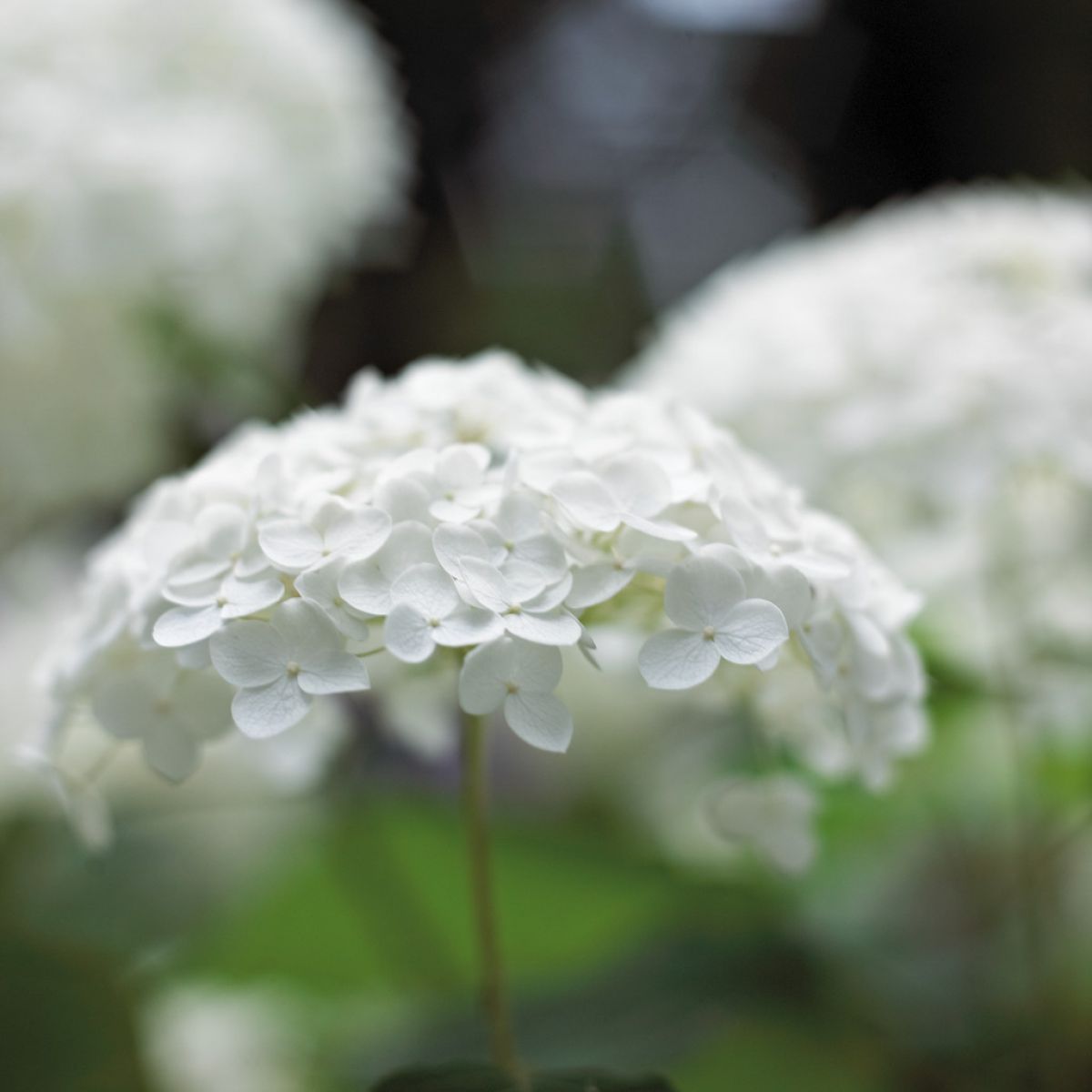 白紫陽花 植物 花 花びら Ganref