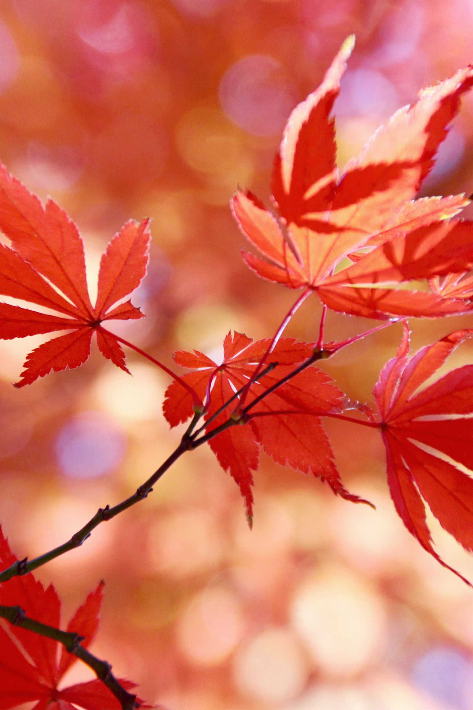 月夜野工房　ランプ　紅葉　もみじ　クラフト 紅葉柄のランプシェード | GANREF