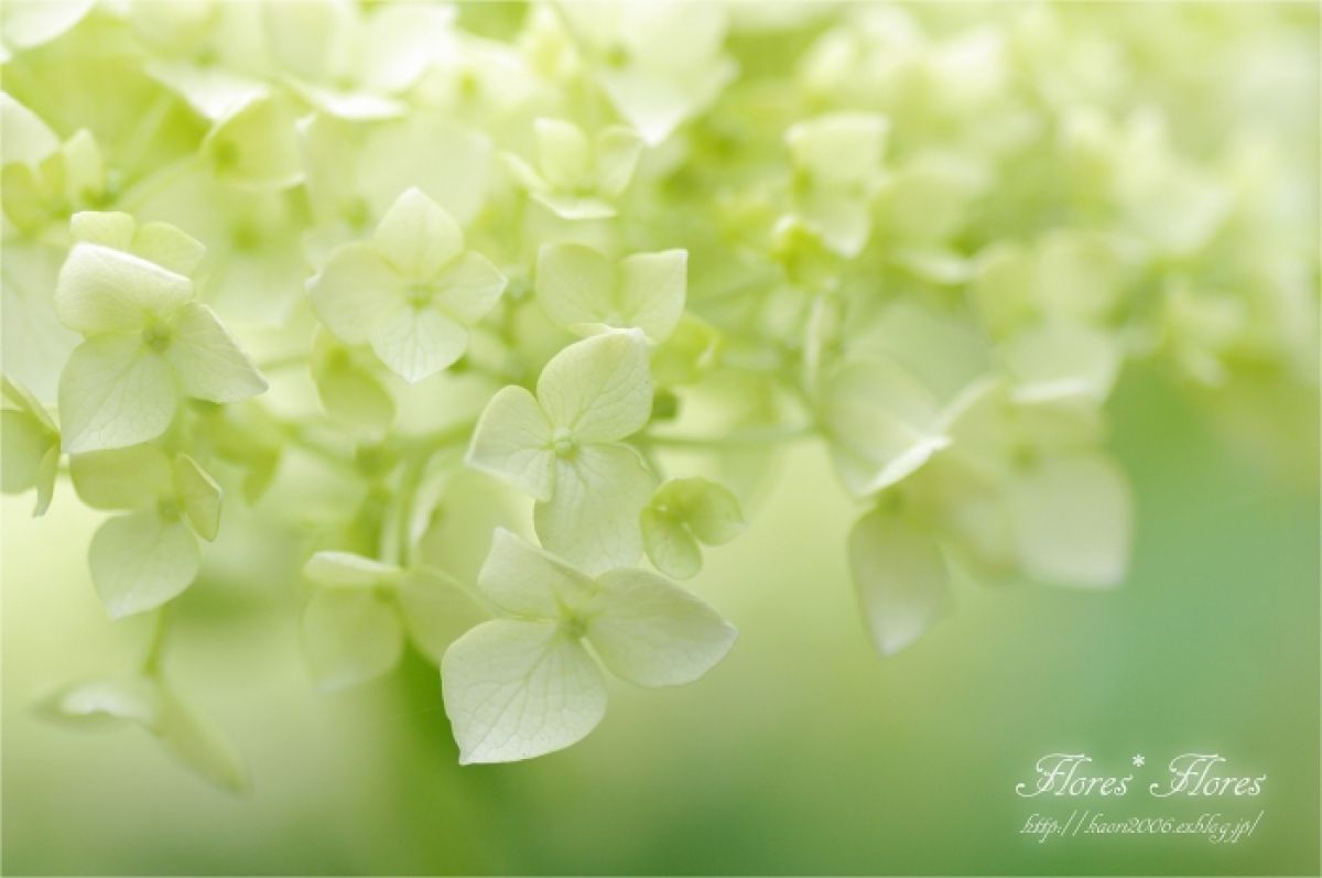 アナベル 植物 花 花びら Ganref