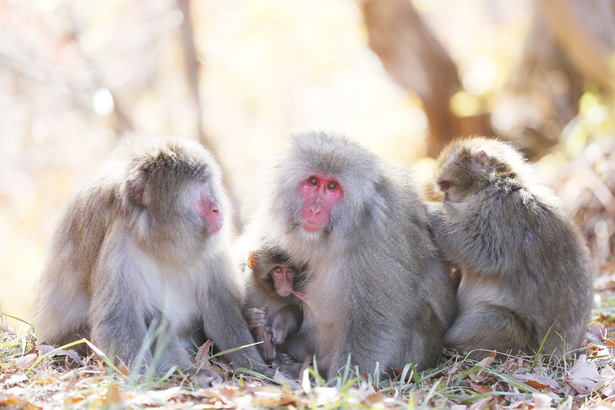 紅葉シリーズ 家族 志賀高原 動物 その他の陸の生物 Ganref