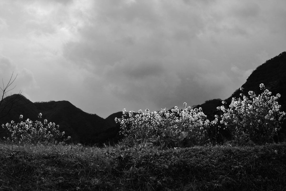 Nikon 1 V1で撮影された写真 | 写真検索 | GANREF