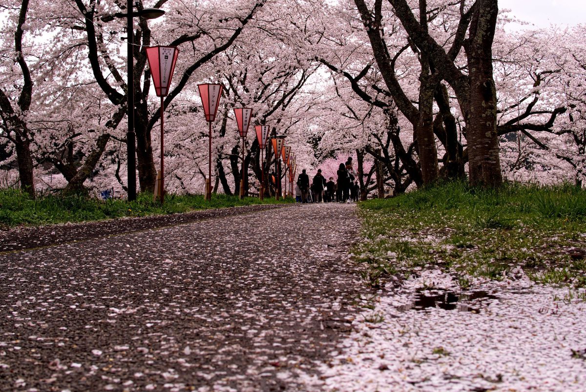 Nikon 1 V1で撮影された写真 | 写真検索 | GANREF