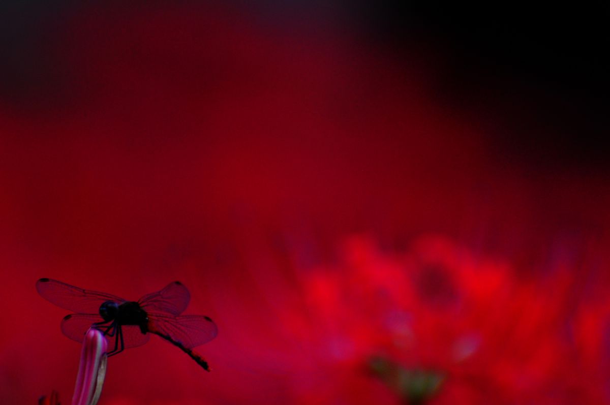 黒いトンボと彼岸花 植物 花 花びら Ganref