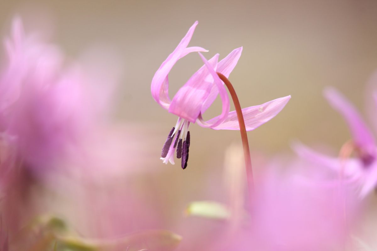 春の優しい光の中で 植物 花 花びら Ganref 春の優しい光の中で 植物 花 花びら Ganref