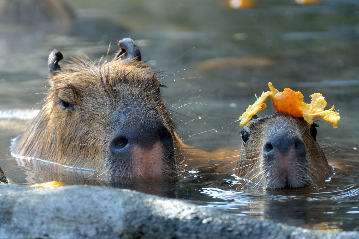 手拭いの代わりだ ぃ 動物 その他の陸の生物 Ganref