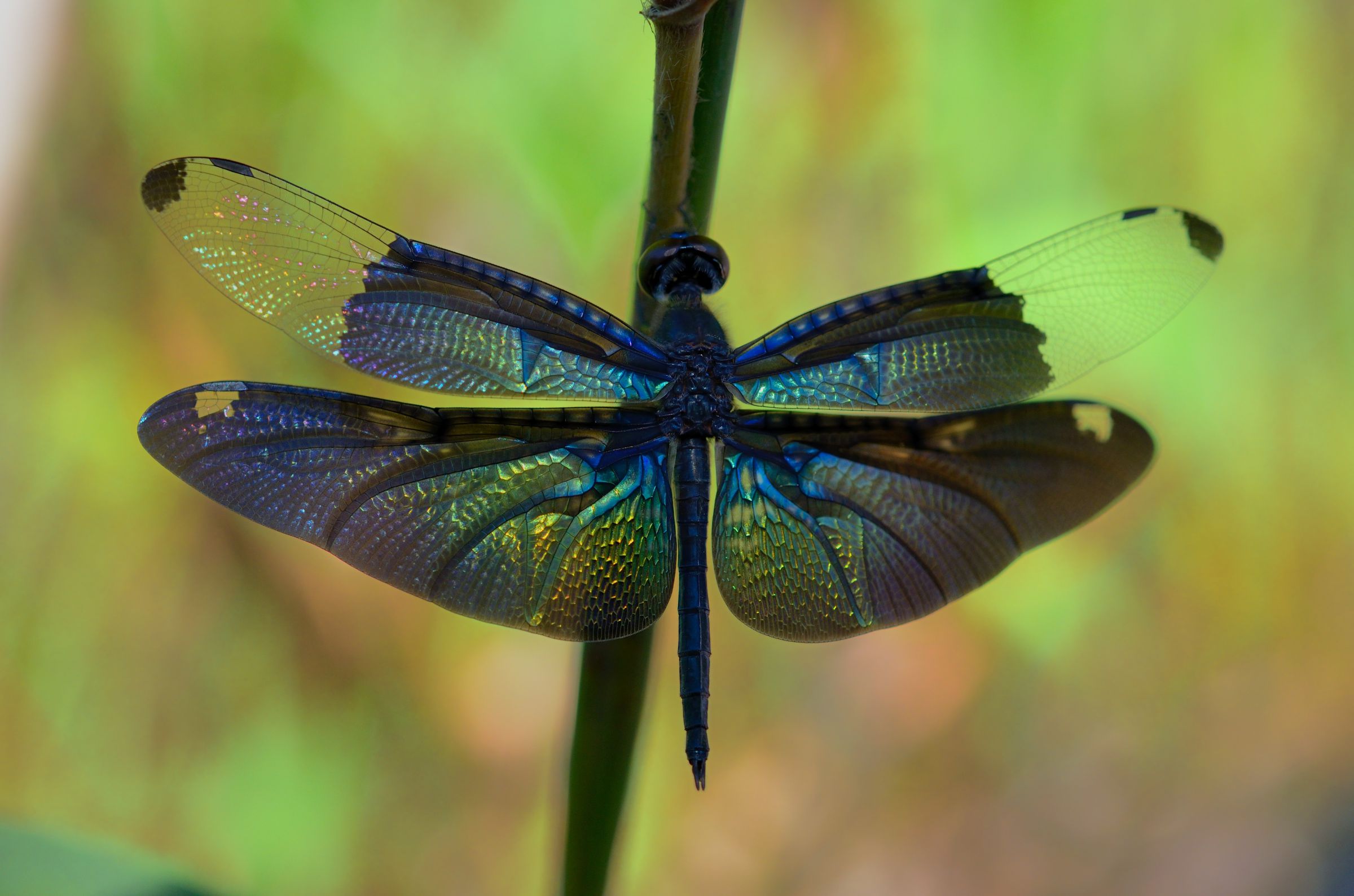 ノボロウLtd☆VAG10周年記念色☆タケヤマver Bird Ark ソフビ ノボロウ