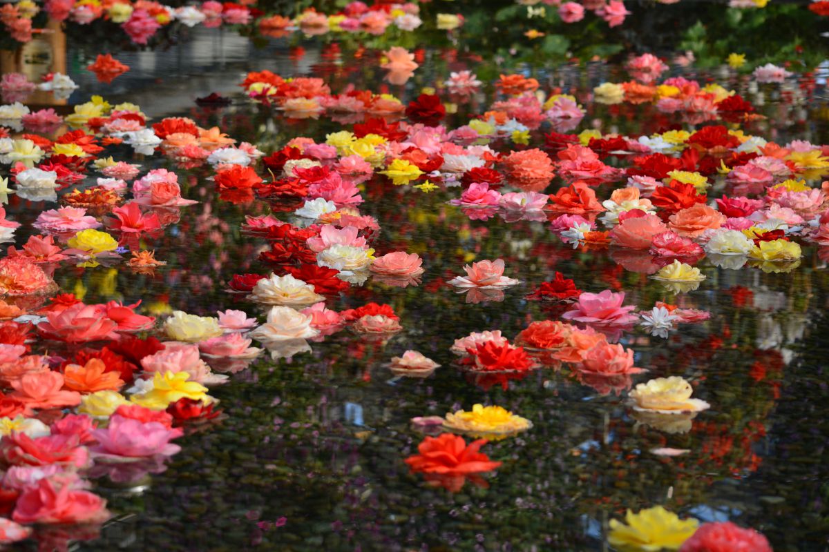 水上の花畑 植物 花 花びら Ganref