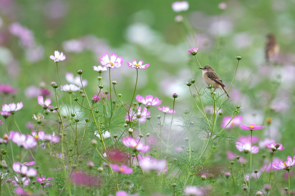 新正　ヒノトリ　コスモス mat on X: 