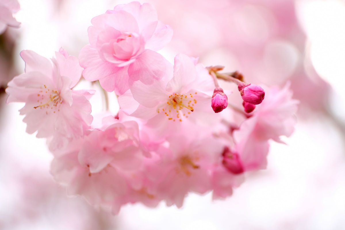 つぼみの色づき 植物 桜 Ganref