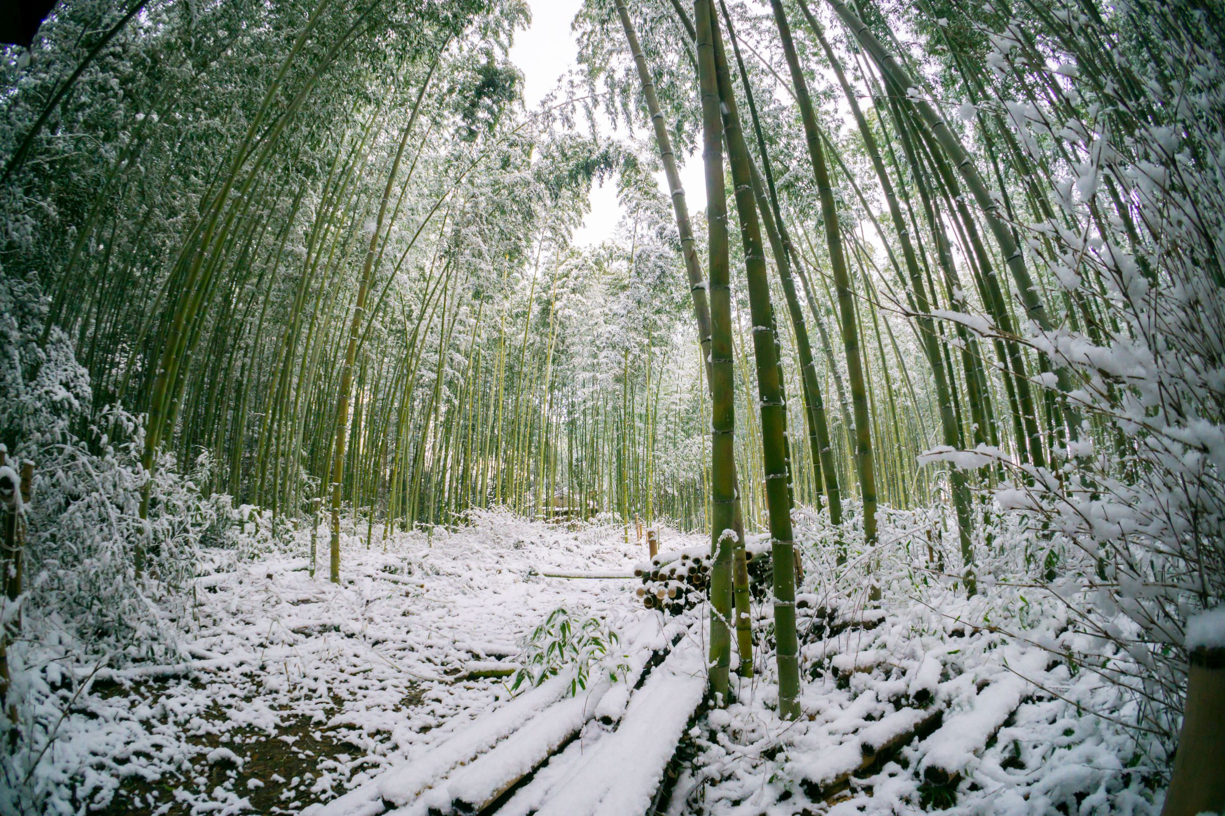雪の竹林 | GANREF