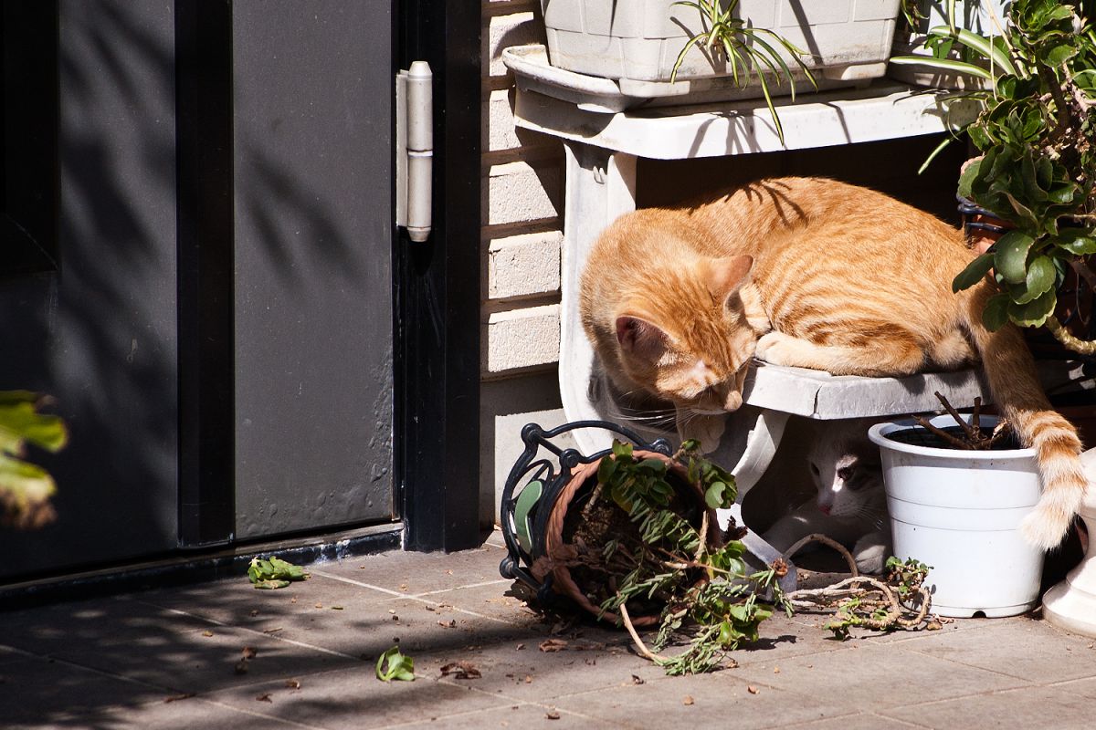 猫のいる場所と植木鉢と 動物 猫 Ganref