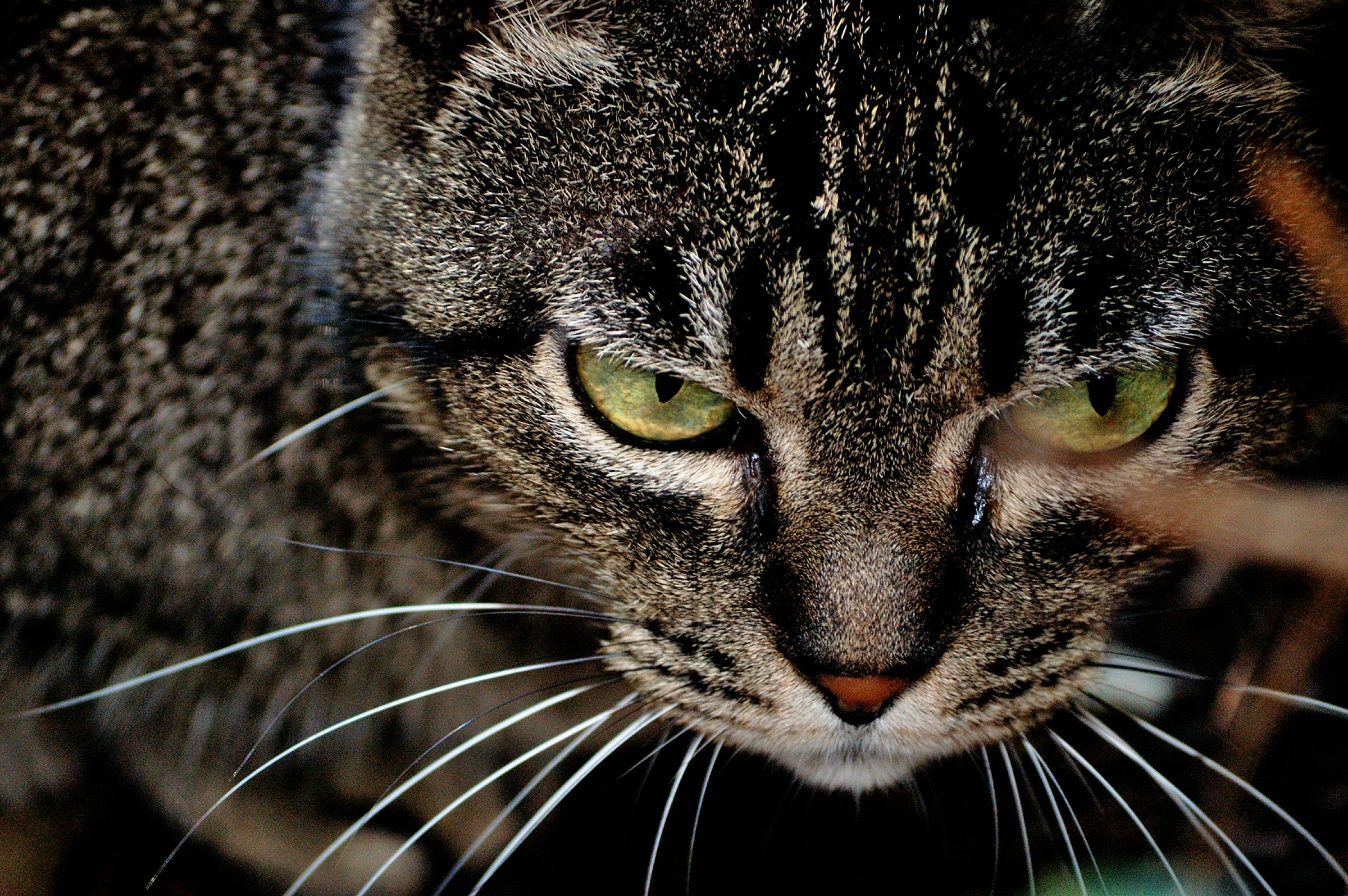 山猫 | GANREF