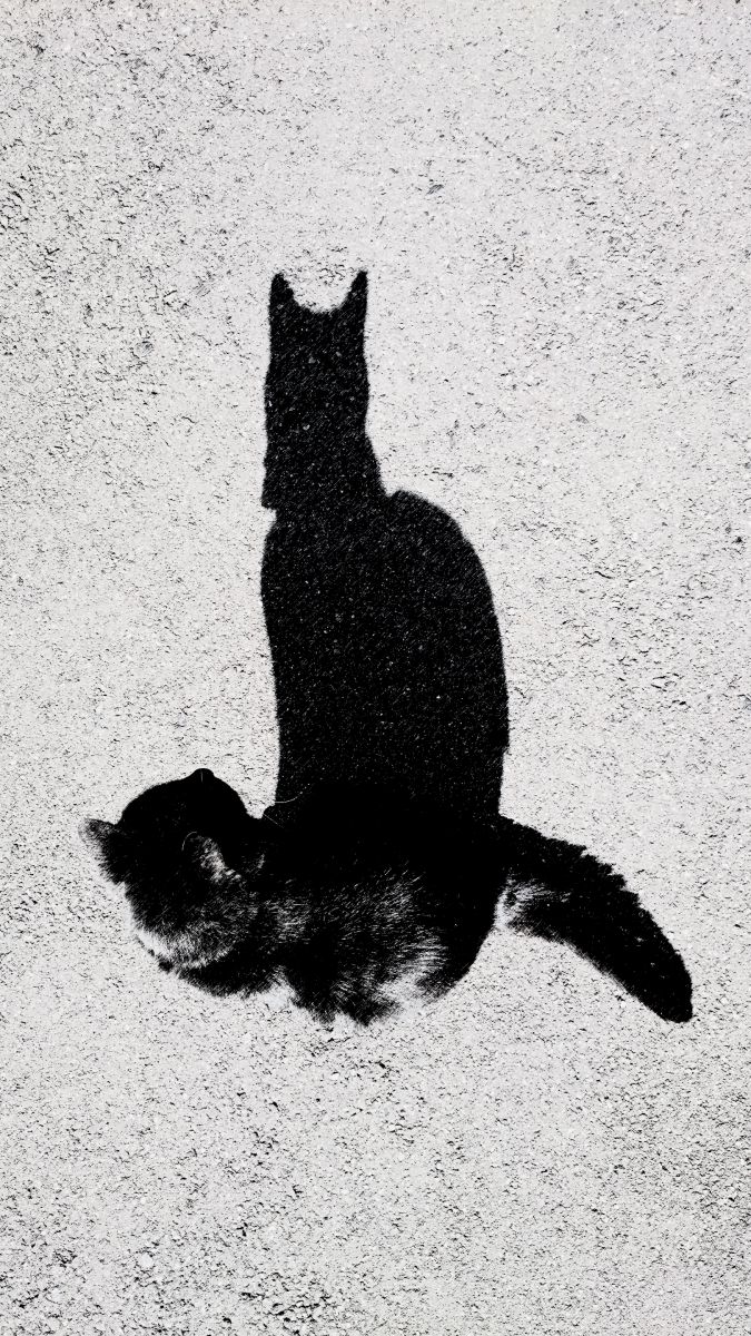 影猫 動物 猫 Ganref