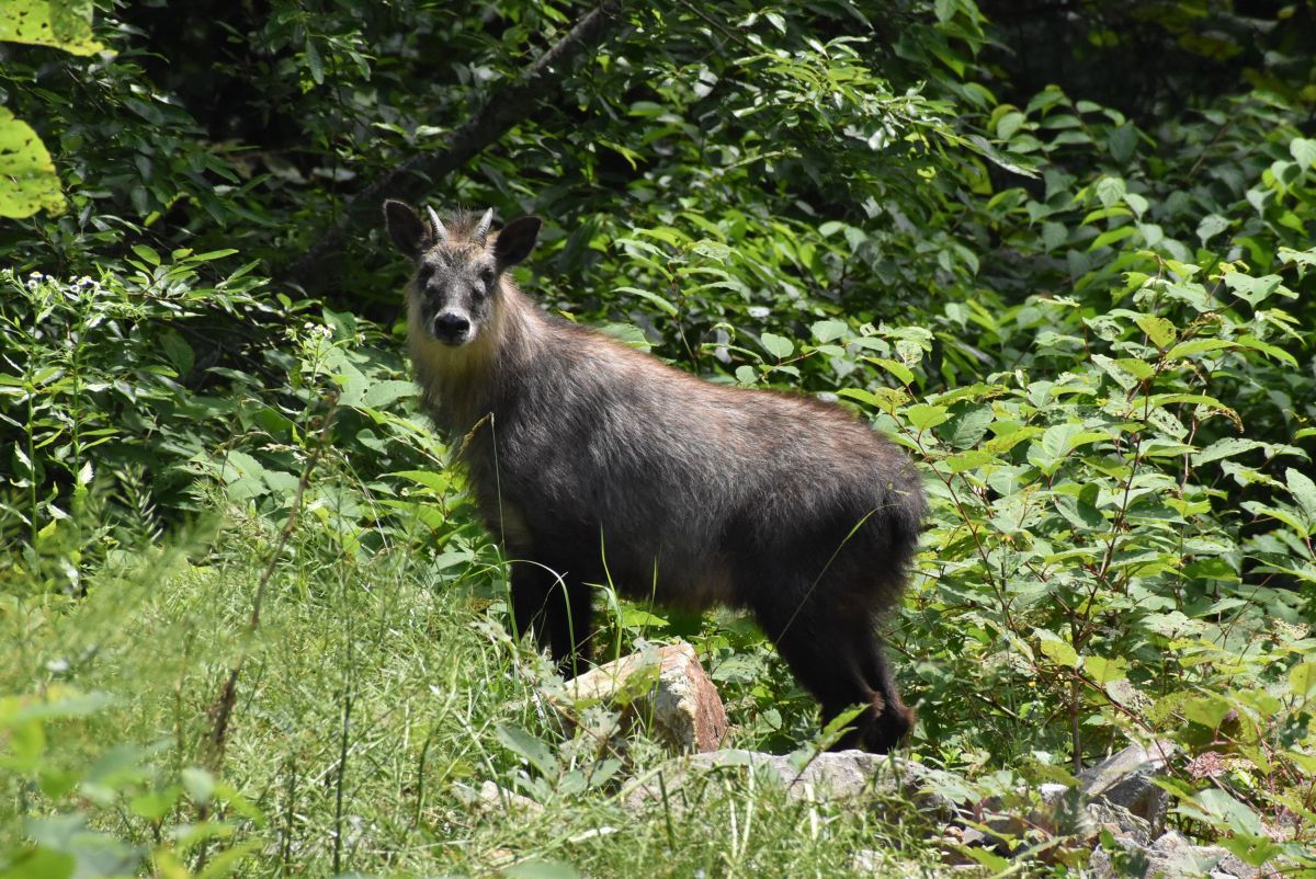 何か用 動物 その他の陸の生物 Ganref 何か用 動物 その他の陸の生物 Ganref