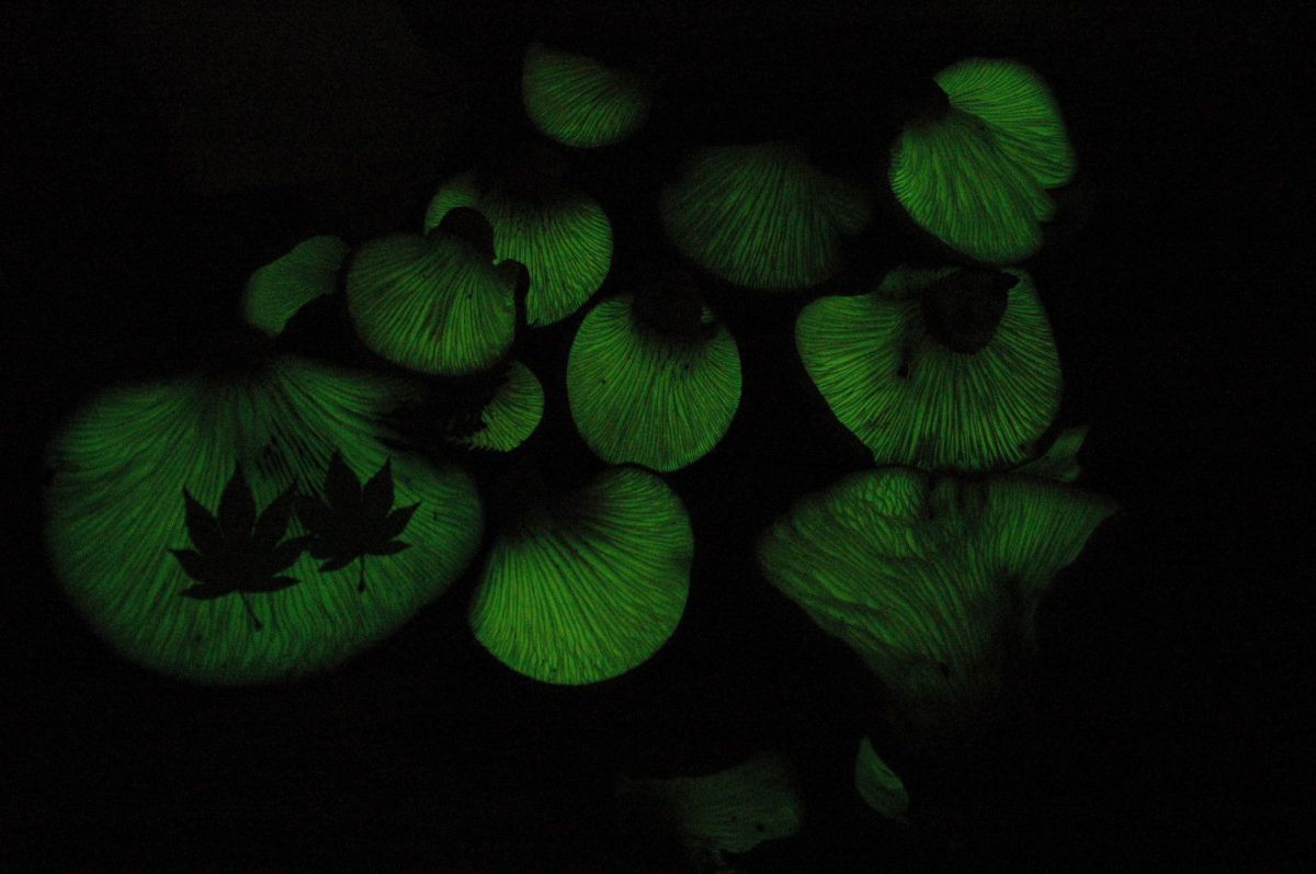 光るキノコ 植物 キノコ Ganref