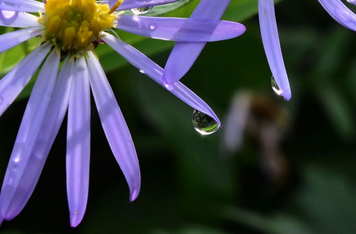野菊の涙 植物 花 花びら Ganref
