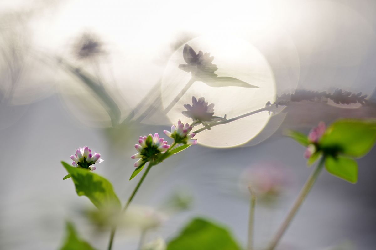 溝そば影絵 植物 花 花びら Ganref